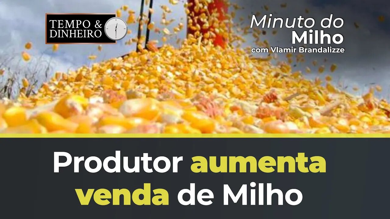 Produtor aumenta venda de Milho