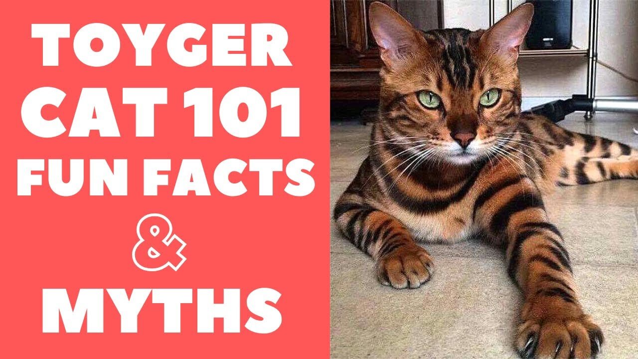 Toyger Cats 101 : Fun Facts & Myths