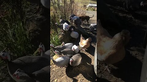 Free range guinea fowl and chickens greet owner when she comes home