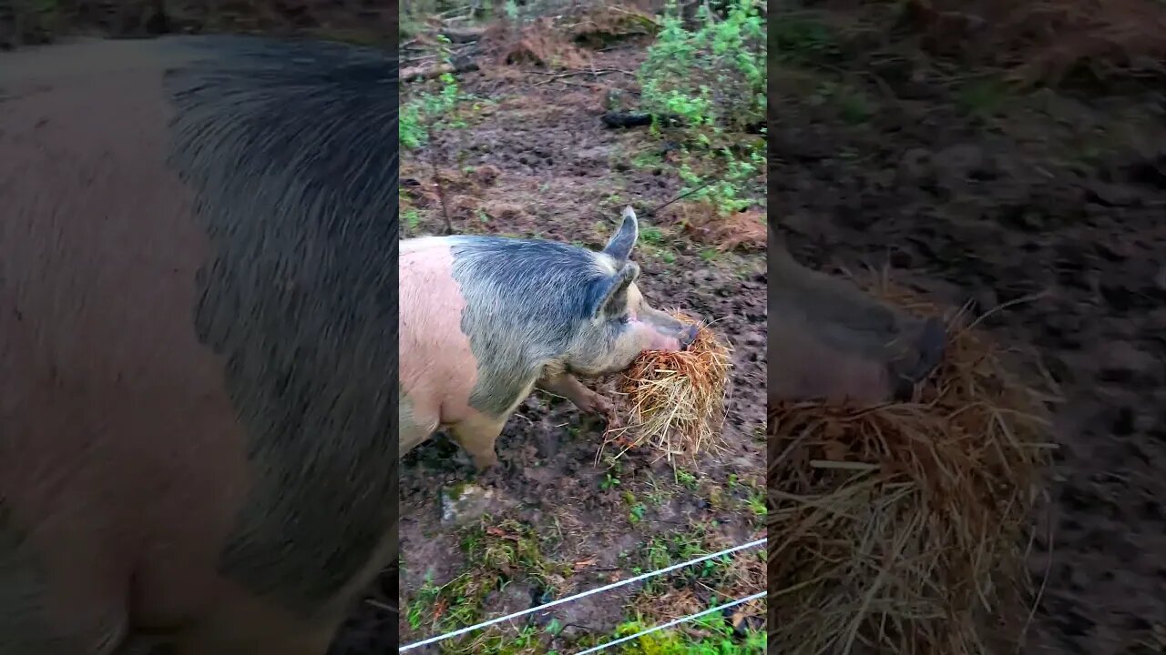 Funny Pig Carrying Hay in Her Mouth @UncleTimsFarm #kärnəvór #shorts #hereford #freerangepigs