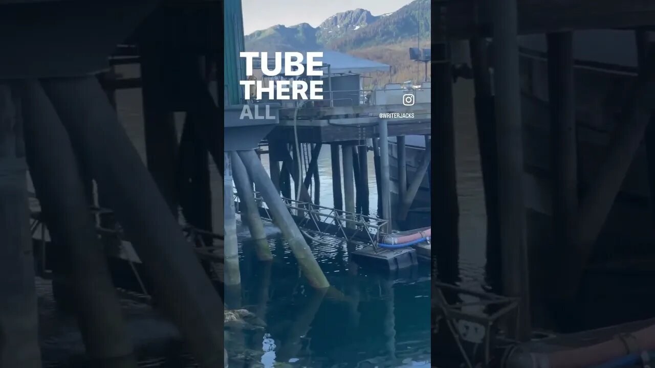 Unloading Fish From Boat #alaskaadventure #shortvideos #juneau #travel