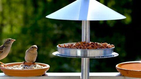 2sparrows on bird