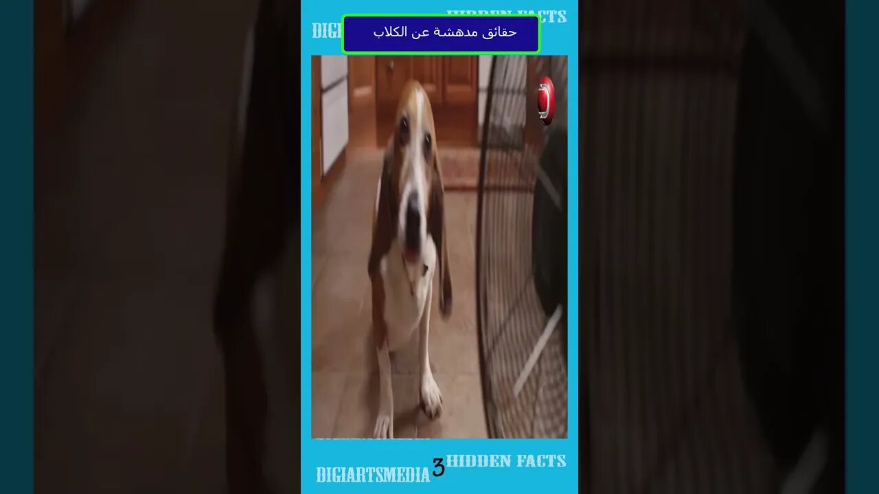 حقائق مدهشة عن الكلاب 3