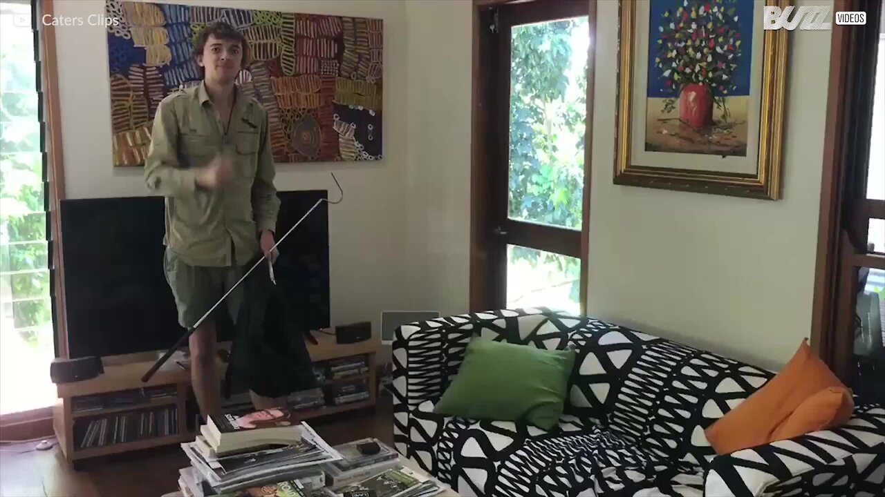 Kæmpe pyton fanget på en sofa i Australien