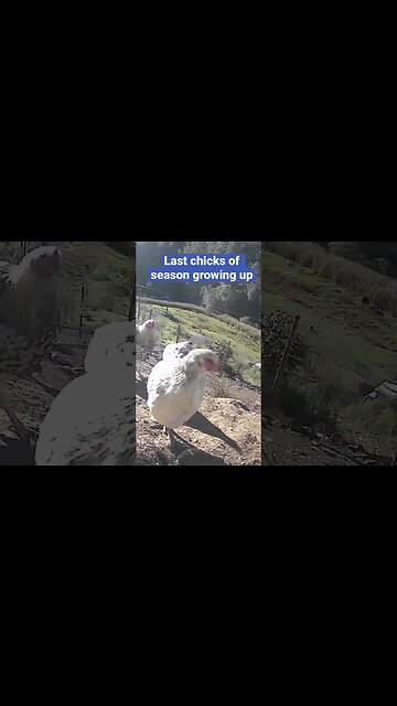 Farm surveillance. Free range chicks growing up