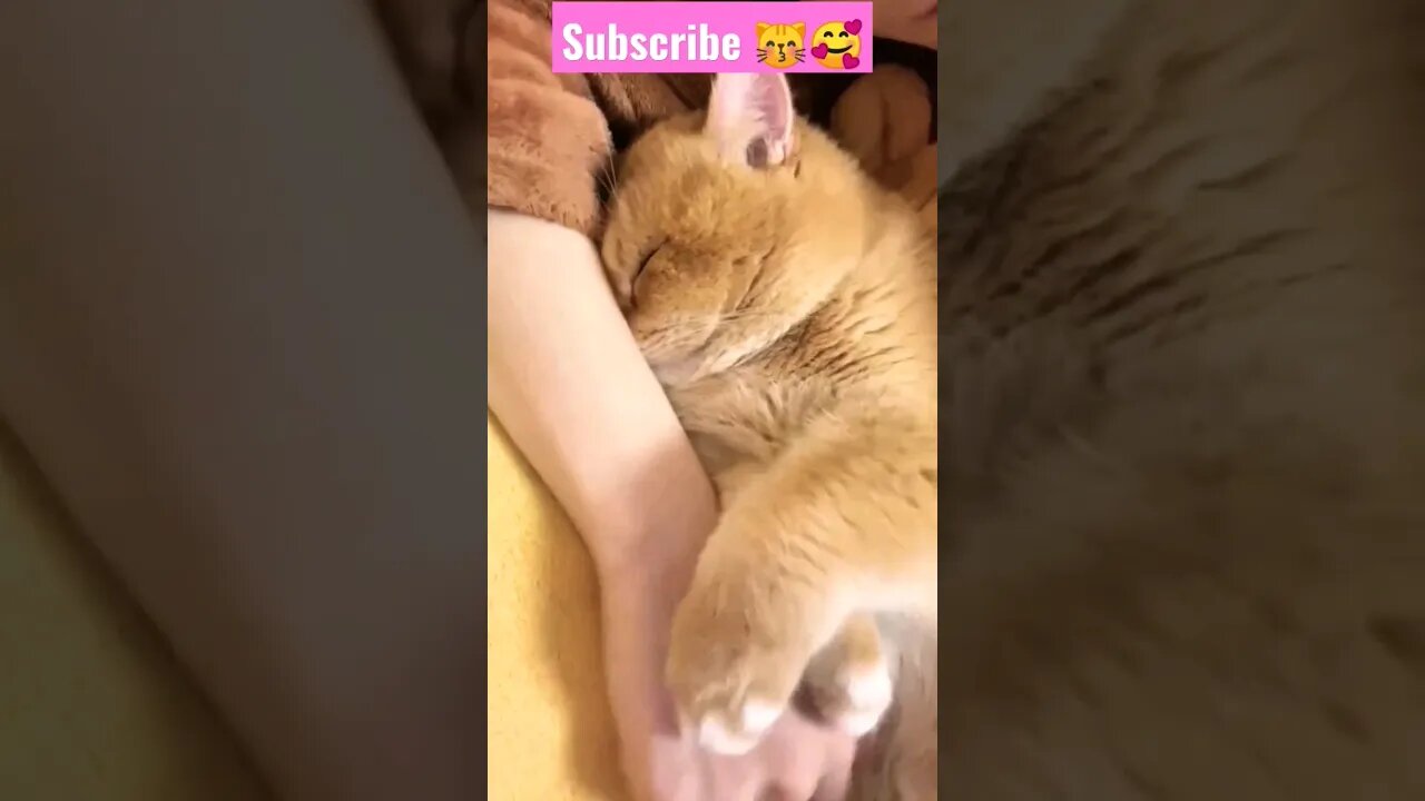 So Cute Cat! sleep he feel good || 🥰😽 || #shortsfeed #cat #youtubepets #catvideos