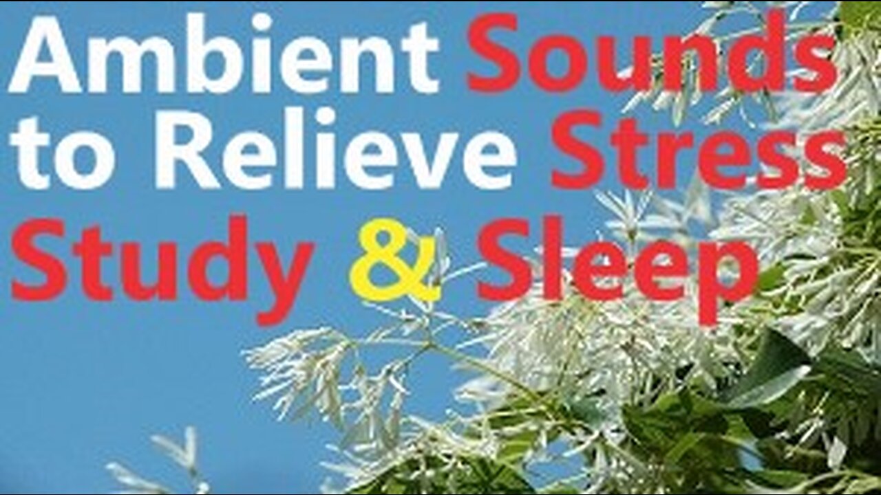 Relaxing White Noise Heavy Loud Wind & Bird Sounds For Stress Relief Studying Sleeping