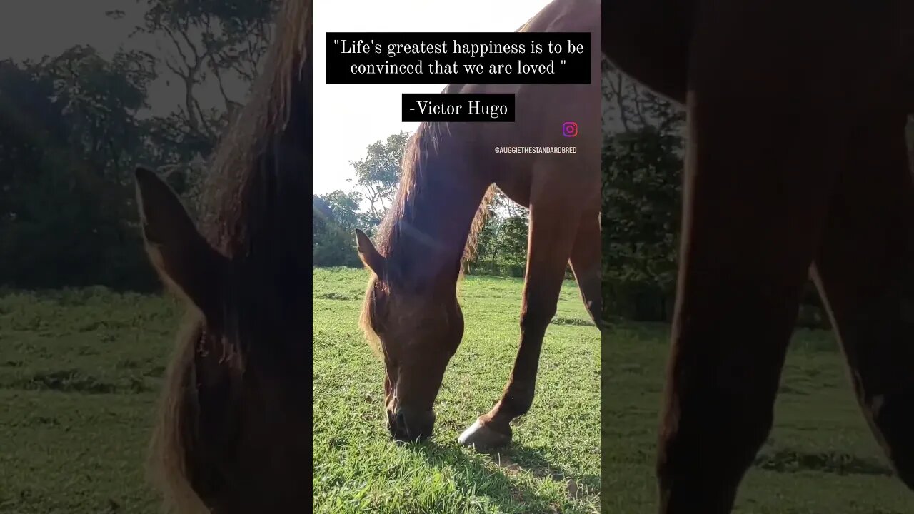 Enjoying his second chance at life! #horse #standardbred #rescuehorses #equestrian