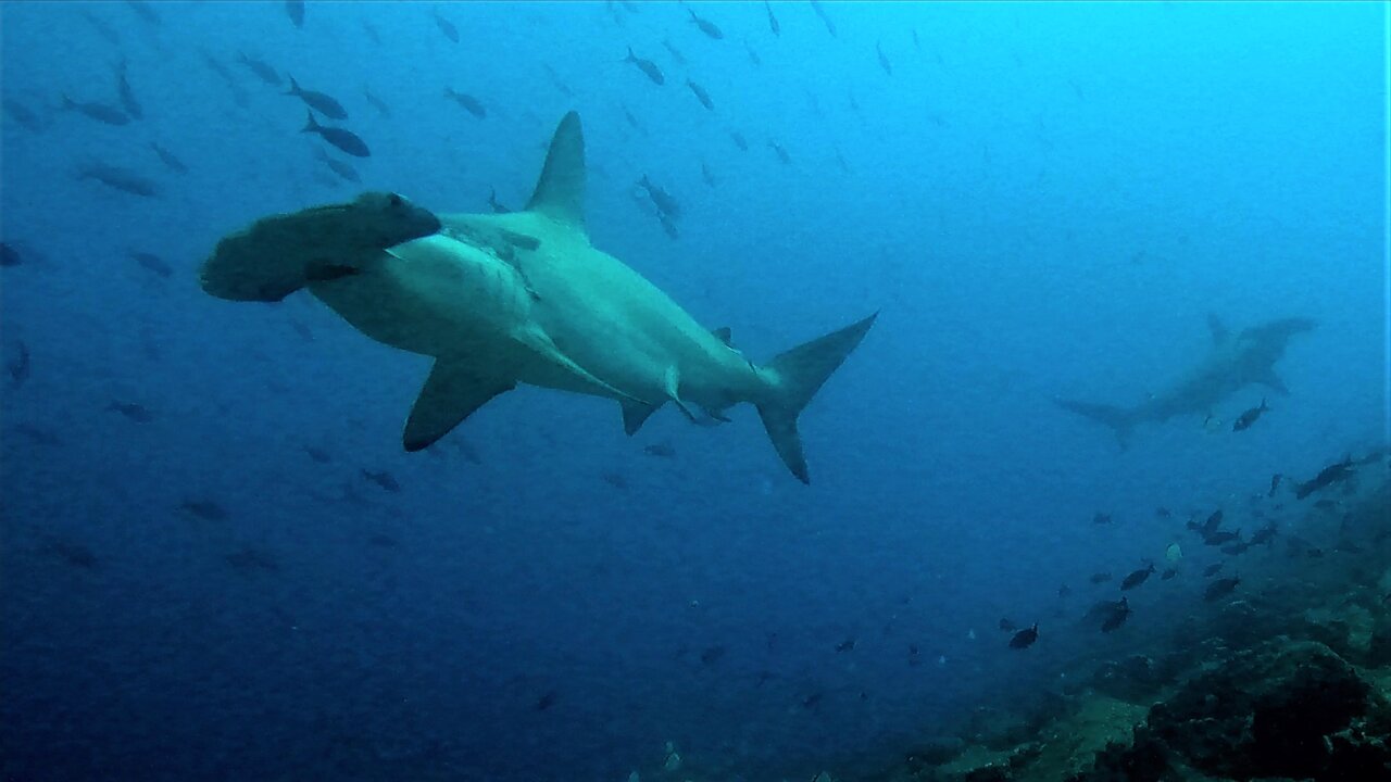 Divers hide in rocks as hammerheads swarm above them