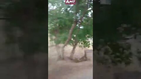 best WhatsApp status