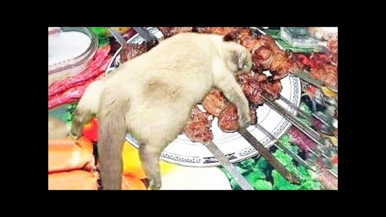 Funniest Cats - Funny Cats Life - Funny Animal Videos Episode 3