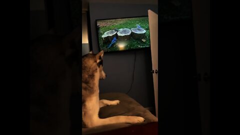 she was about to hunt down the bird #cat #dog #birds #tiktok #funny #viral