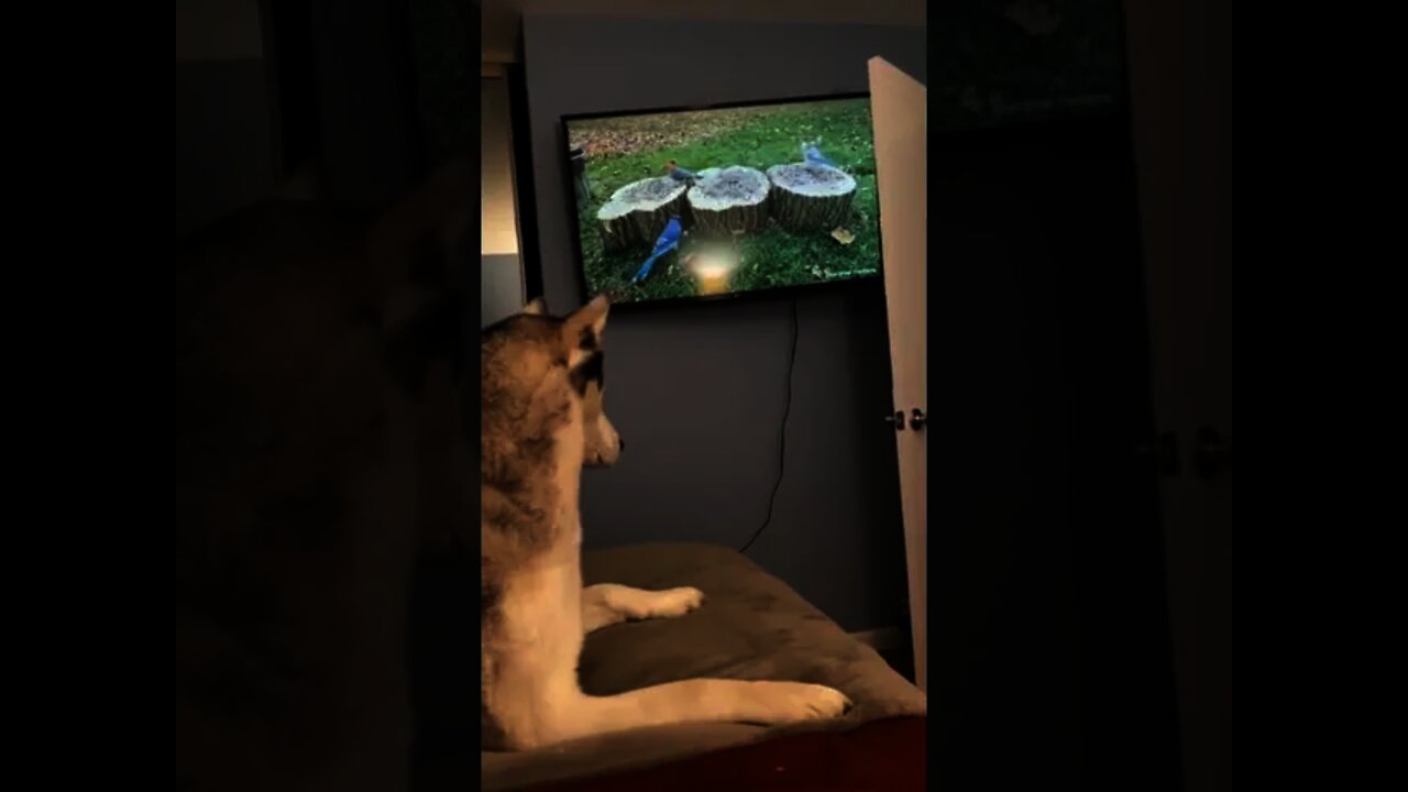 she was about to hunt down the bird #cat #dog #birds #tiktok #funny #viral