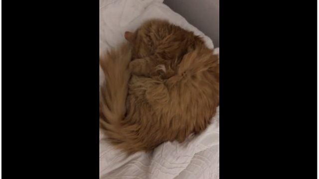 4 cats sleep on bed in exact same position