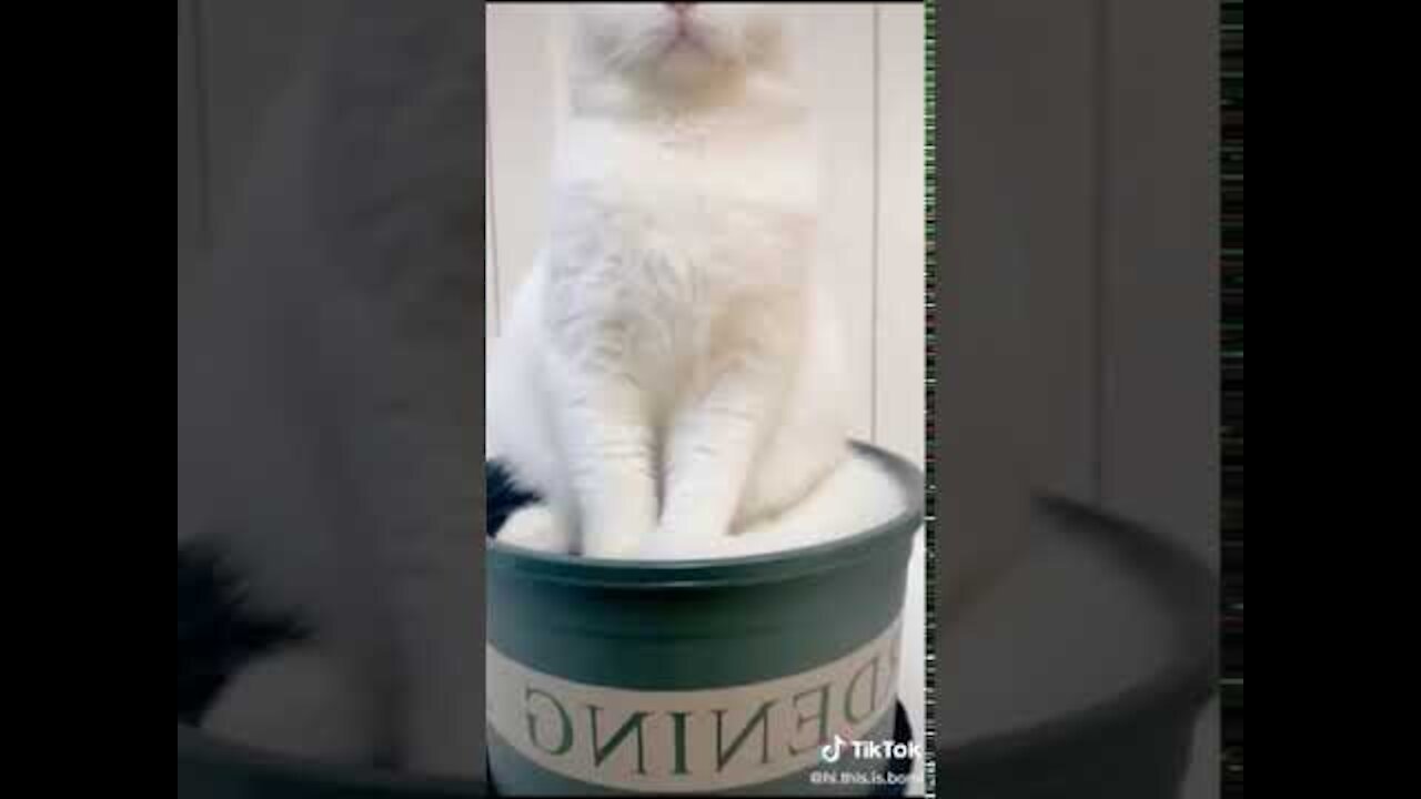 Lovely Cat, funny cats, funny cat videos 999