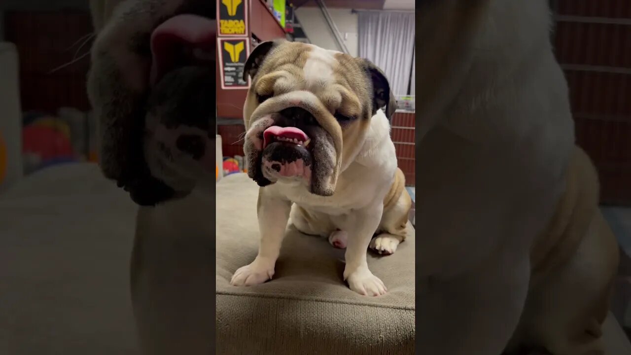 He’s a Bad Bad Boy 🤦🏻♂️ #englishbulldog