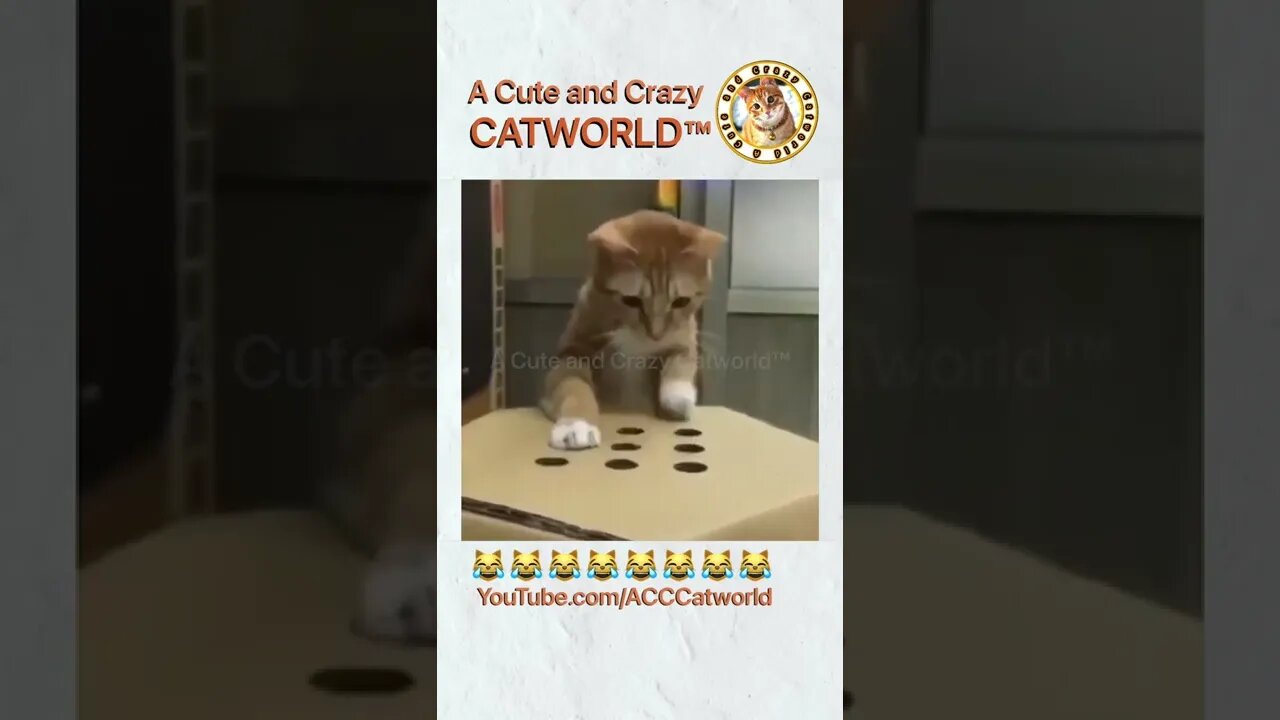 When Things Just Won’t Stop ‘Popping Up’ In Your Life 😹 (#|151) Funny Cat Videos #Shorts