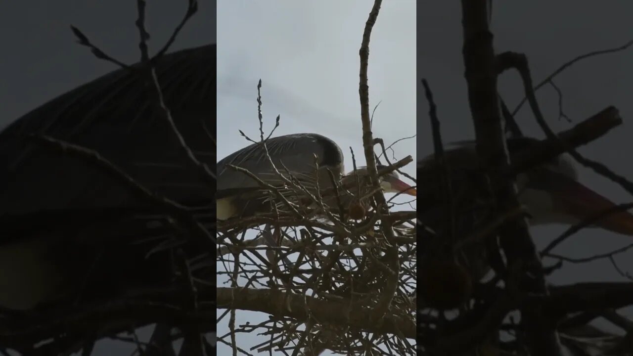 Zoomed all the way in on a Great Blue Heron! #birds #nature #peaceful #nikon #youtubeshorts #videos