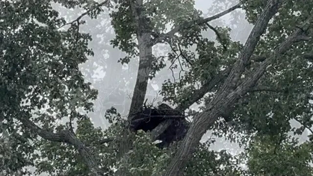 A visit with an Eagle in Vancouver