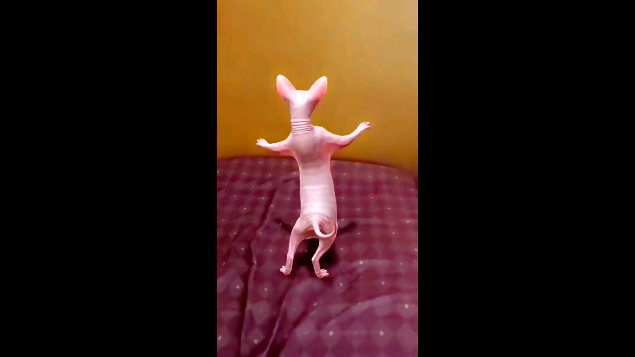 dancing cat funny dance #shorts ytshorts #viralshorts