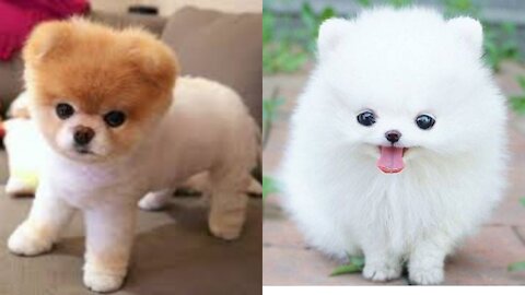 Most funny dog video