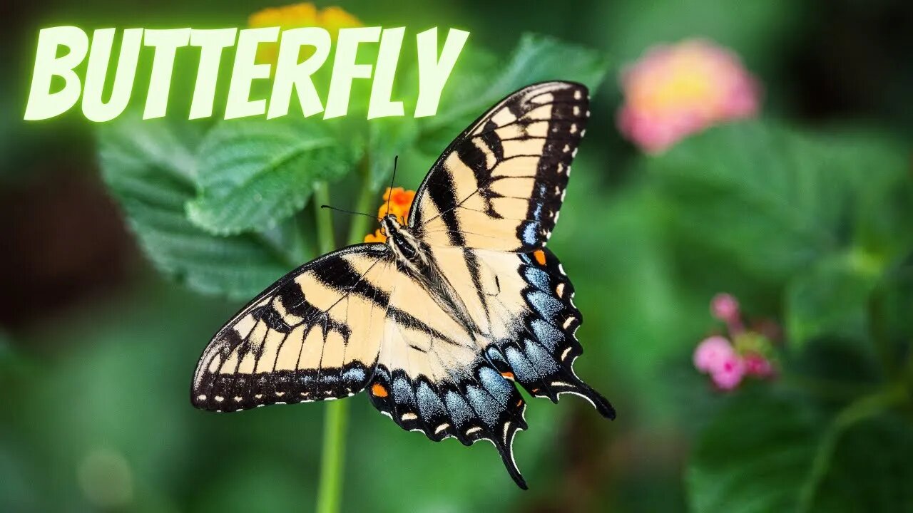 Peaceful Relaxing Instrumental Music, Meditation Calm Music, "Butterfly Garden", Amazing saxophone.