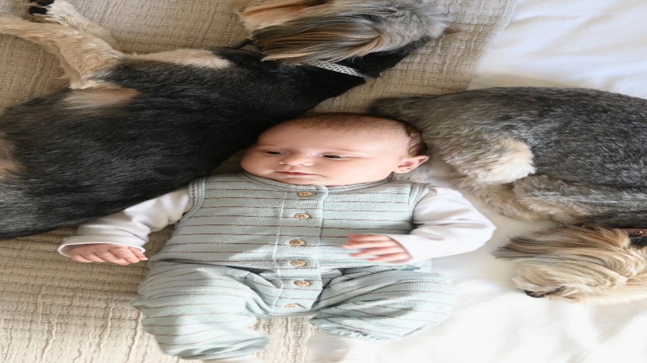 Sleeping dog in baby