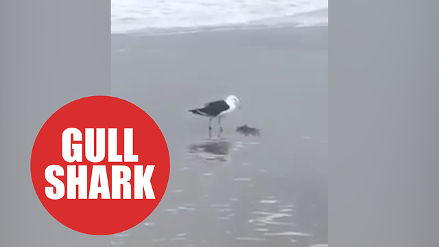 Moment greedy seagull scoffs baby shark in a single bite