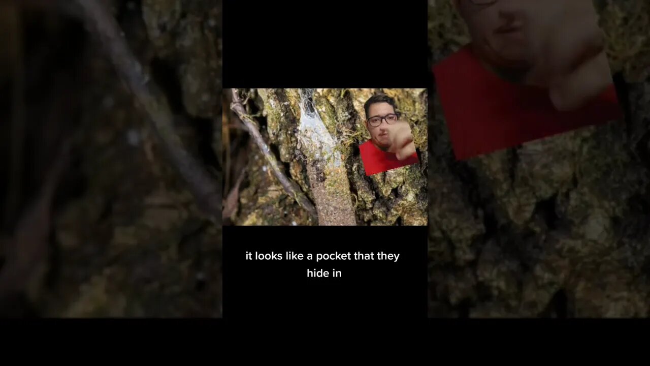 Pennsylvania has a unique spider you probably don't know about