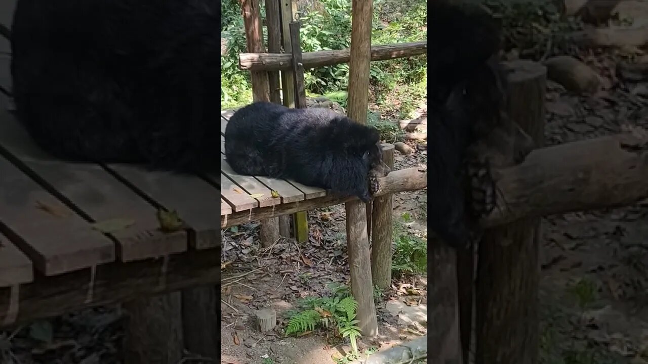 Moon Bear 🐻 Sanctuary Luang Prabang Laos 🇱🇦 #moonbear #laos #bear #luangprabang #animals