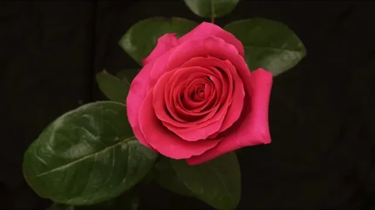 A Rose Bud Opens Time lapse