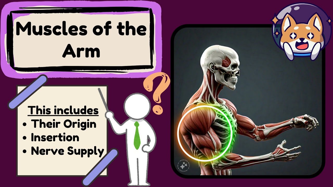 Muscles of the Arm - Origin, Insertion & Innervation | Muscles of the Upper Limb EASY in 2 MINUTES