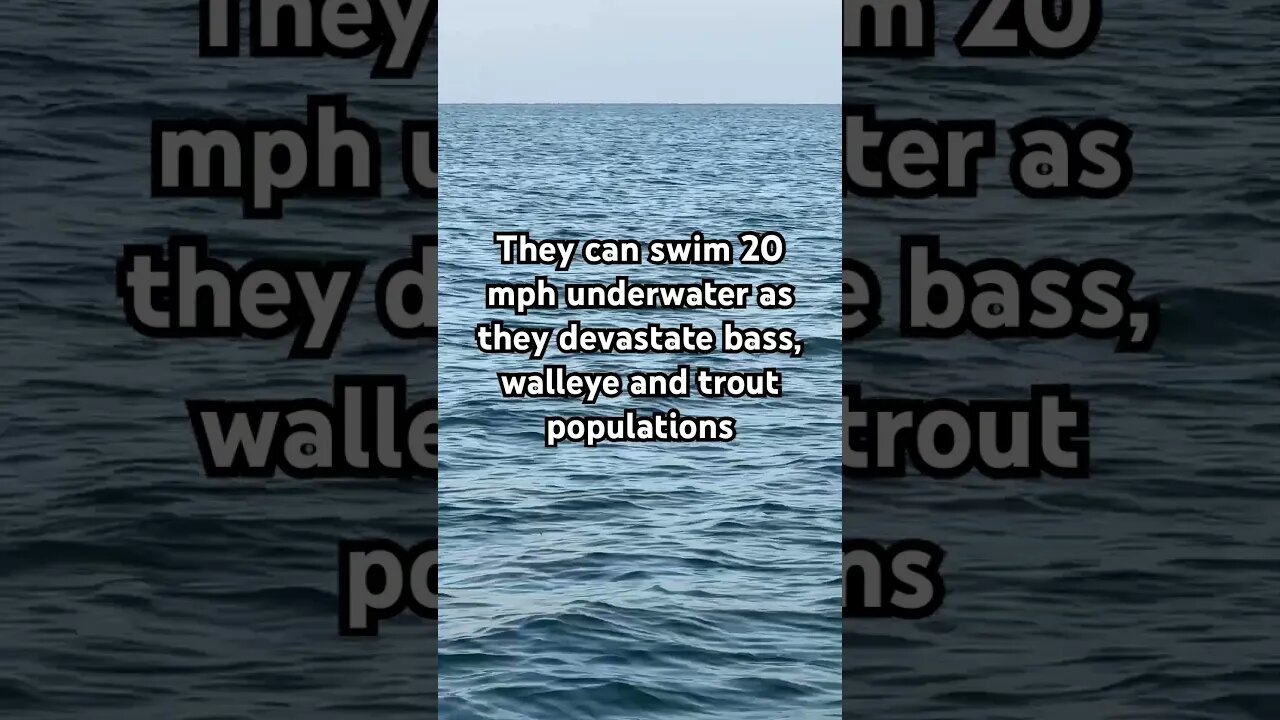 cormorants are bad news for the Great Lakes #walleyefishing #fishing