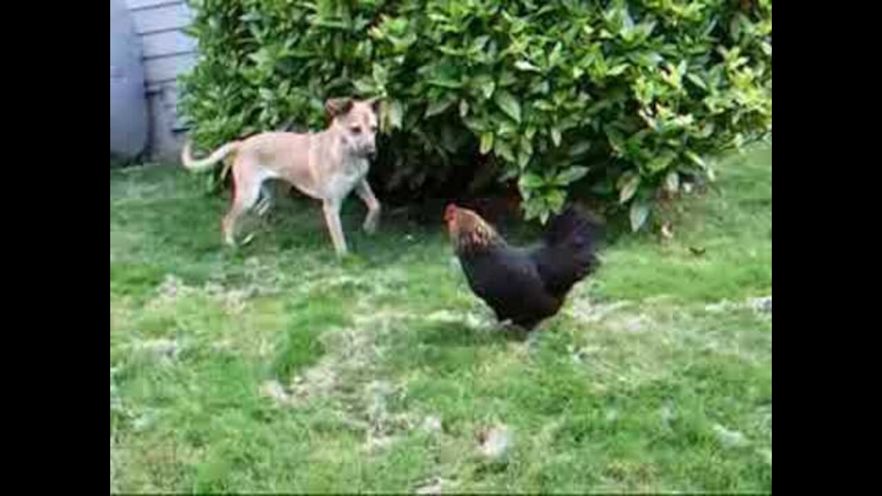 Chicken Vs Dog Funny Fights 🐓vs🐕