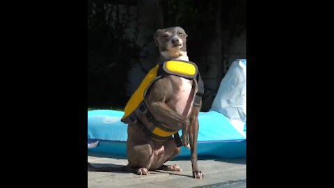 Little puppy learning how to swim.