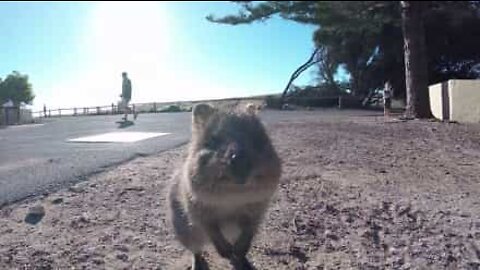 Urgullig quokka som gillar att bli fotograferad