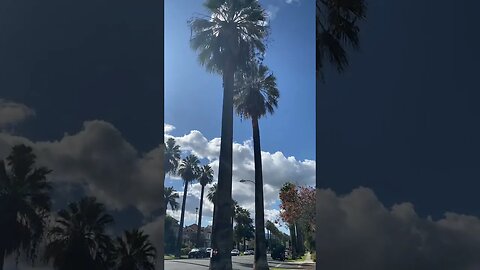 Clouds in the Sky and Palm Trees
