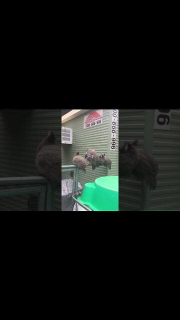 3 month old guinea fowl keets