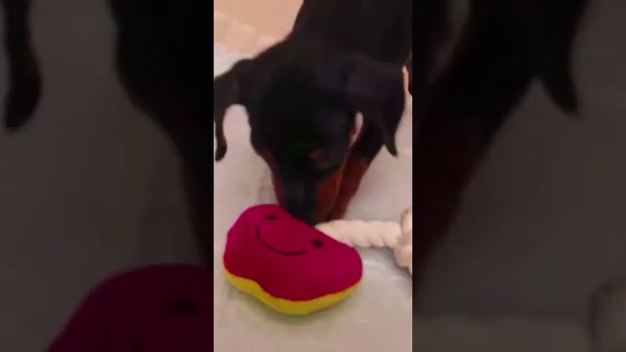 Funniest Cat and Dog Videos Compilation