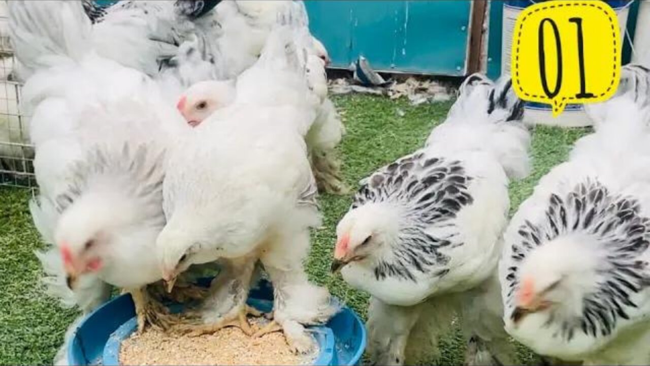 Brahma Chickens | Braham Chickens Aged 4 months