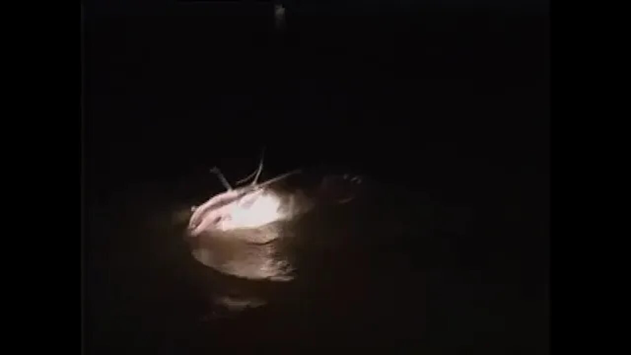 In-Fisherman - Catfish Fever (1990) - Flatheads After Dark