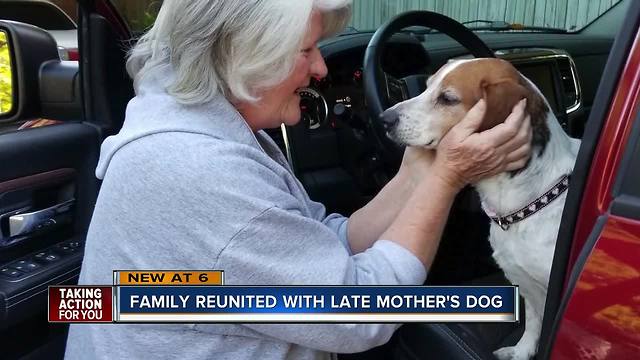 Dog defies all odds, returns home to Winter Haven family after eight years