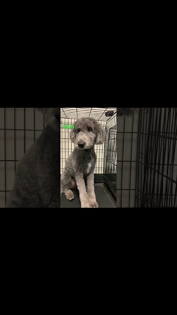 [Shorts 0036] GUS [#dogs #doggos #doggies #puppies #dogdaycare]