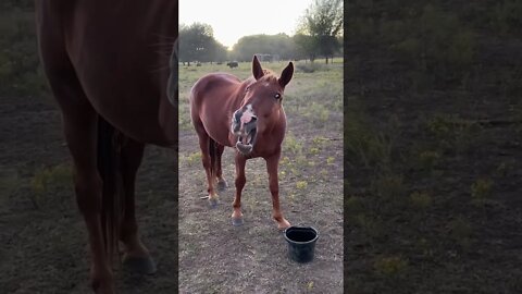 Feed Me!! #shorts #horses#fugatefarms