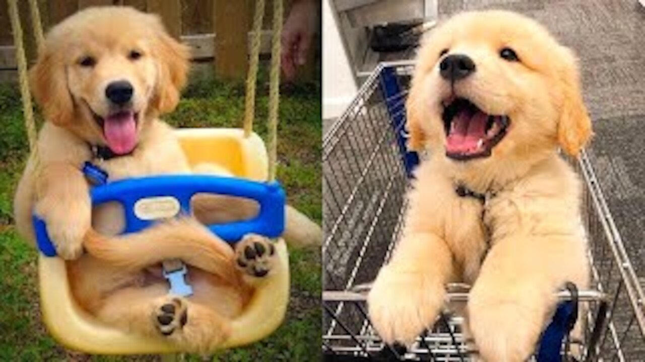 Golden Retriever bites owner's bank card😛 Dog steals eat dragon fruit and pretend to die🤤 Funny dog