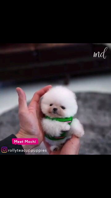 Mochi the adorable teacup puppy, so cute