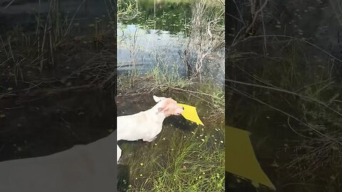 Dogo Argentino retrieves sign from the water #shorts #dogo #dogoargentino