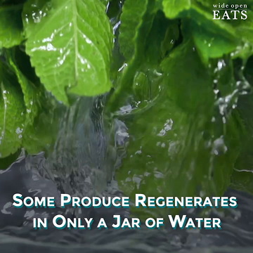 6 Food Scraps That Regrow in Water