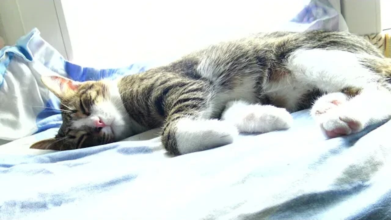 Adorable Sleepy Little Cat