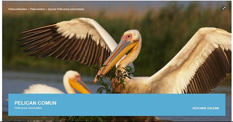 Pelicanul comun (din "Pasari din livezile si baltile Dunarii)
